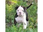 Olde Bulldog Puppy for sale in Chester, IL, USA