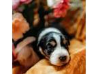 Australian Shepherd Puppy for sale in Bellevue, NE, USA
