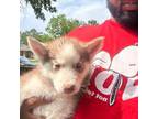 Alaskan Husky Puppy for sale in Mesquite, TX, USA