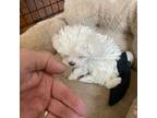 Maltese Puppy for sale in Orland, CA, USA