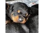 Rottweiler Puppy for sale in Juneau, AK, USA