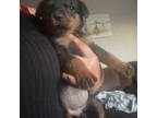 Rottweiler Puppy for sale in Whiteford, MD, USA