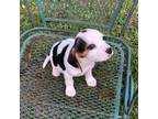 Beagle Puppy for sale in Dalton, GA, USA