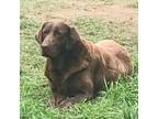 Fox red English Labrador