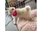 Shiba Inu Puppy for sale in Kearney, NE, USA