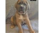 Cane Corso Puppy for sale in Mineral Wells, WV, USA