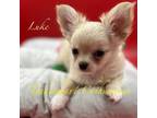 Chihuahua Puppy for sale in Goffstown, NH, USA