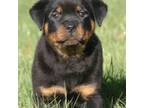 Rottweiler Puppy for sale in Greenville, SC, USA