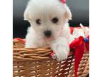 Schnauzer (Miniature) Puppy for sale in Dublin, GA, USA