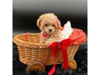 Poodle (Toy) Puppy for sale in Dublin, GA, USA