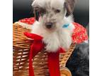 Schnauzer (Miniature) Puppy for sale in Dublin, GA, USA