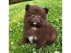 Pomeranian Puppy for sale in Coldwater, MS, USA