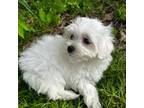 Maltese Puppy for sale in Coldwater, MS, USA