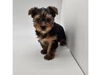 Yorkshire Terrier Puppy for sale in Forney, TX, USA