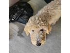 Mutt Puppy for sale in Sorrento, LA, USA