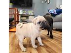 Pug Puppy for sale in Mechanicsville, MD, USA