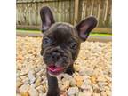 French Bulldog Puppy for sale in Gulfport, FL, USA