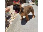 French Bulldog Puppy for sale in Gulfport, FL, USA