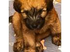 Soft Coated Wheaten Terrier Puppy for sale in Powder Springs, GA, USA