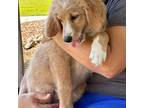 Bernese Mountain Dog Puppy for sale in Ocala, FL, USA