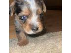 Yorkshire Terrier Puppy for sale in Laurel Springs, NC, USA
