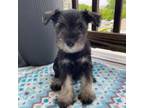 Schnauzer (Miniature) Puppy for sale in Lancaster, PA, USA