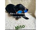 Mutt Puppy for sale in Mobile, AL, USA