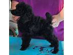 Poodle (Toy) Puppy for sale in Muncie, IN, USA