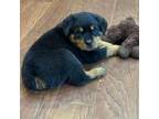 Rottweiler Puppy for sale in Norwalk, OH, USA