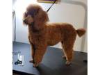 Poodle (Toy) Puppy for sale in Stuart, VA, USA