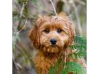Cavapoo Puppy for sale in Newport, OR, USA