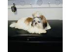 Shih Tzu Puppy for sale in Leslie, AR, USA
