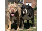 XL Bully pups