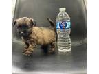 Chorkie Puppy for sale in Dearborn, MI, USA