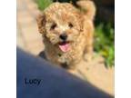 Lucy mini