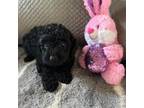 Poodle (Toy) Puppy for sale in Live Oak, FL, USA