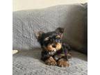 Yorkshire Terrier Puppy for sale in Lexington, KY, USA