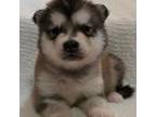 Alaskan Malamute Puppy for sale in Olivia, MN, USA
