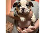 Mutt Puppy for sale in Fort Valley, GA, USA