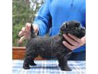 Cairn Terrier Puppy for sale in Millinocket, ME, USA