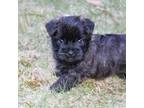 Cairn Terrier Puppy for sale in Millinocket, ME, USA