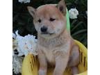 Shiba Inu Puppy for sale in Memphis, MO, USA