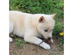 Shiba Inu Puppy for sale in Memphis, MO, USA