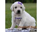 Golden Retriever Puppy for sale in Hiddenite, NC, USA