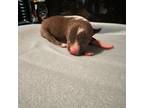 Mutt Puppy for sale in Douglasville, GA, USA
