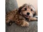 Maltipoo Puppy for sale in Columbus, GA, USA