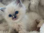 Ragdoll Kittens