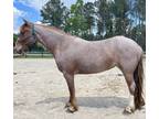 Red roan Gypsy Qh