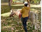Shetland Pony Miniature Horse Crosses, driving, showing, therapy
