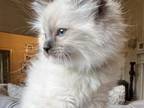 Blue Mitted Male